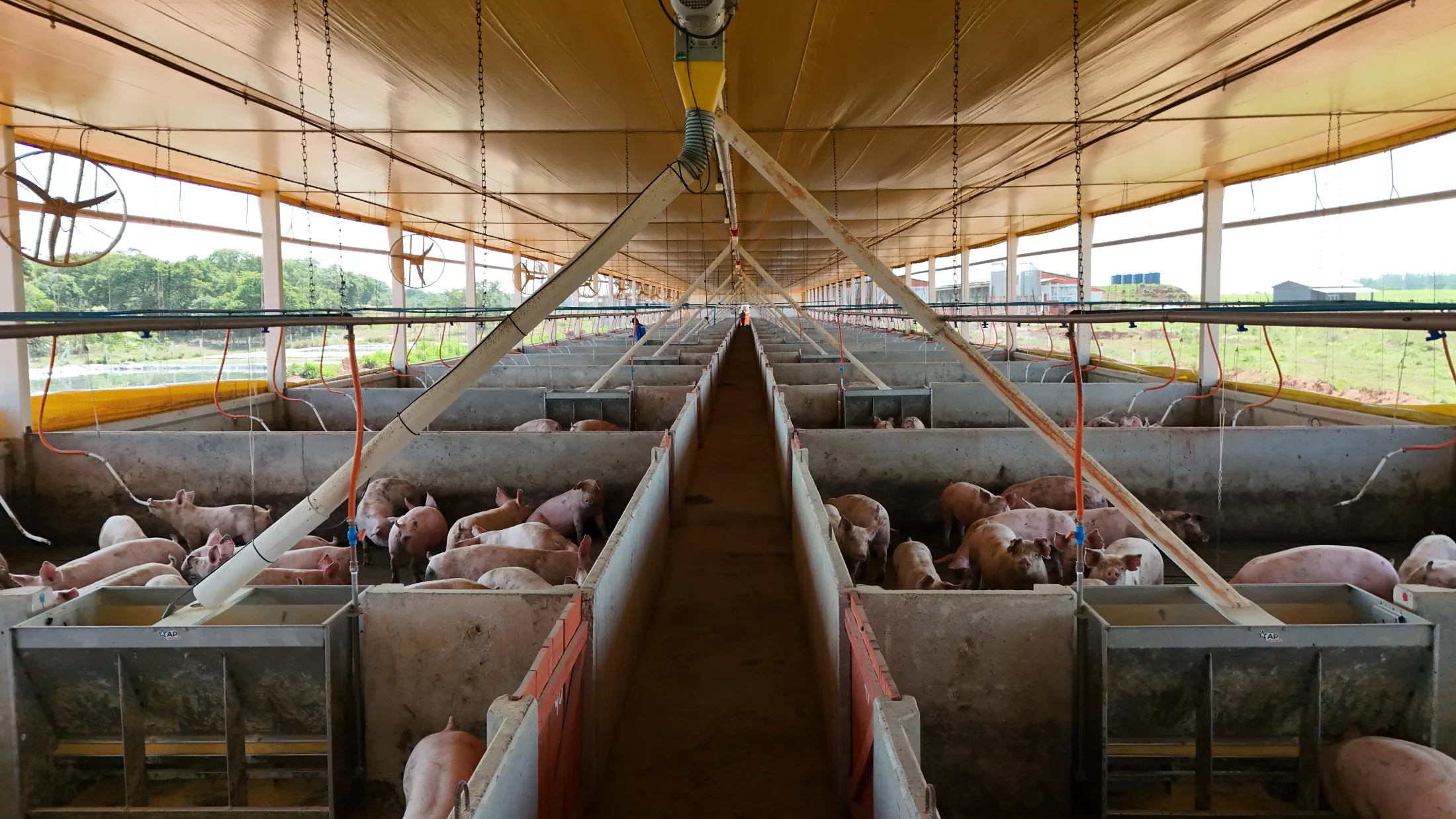 Interior de instalação para suinocultura com estrutura pré-moldada de concreto e grandes vãos livres.